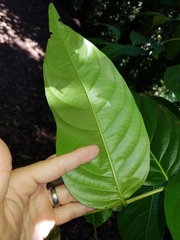 Glochidion sumatranum