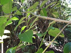 Glochidion sumatranum