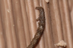 Campaea perlata
