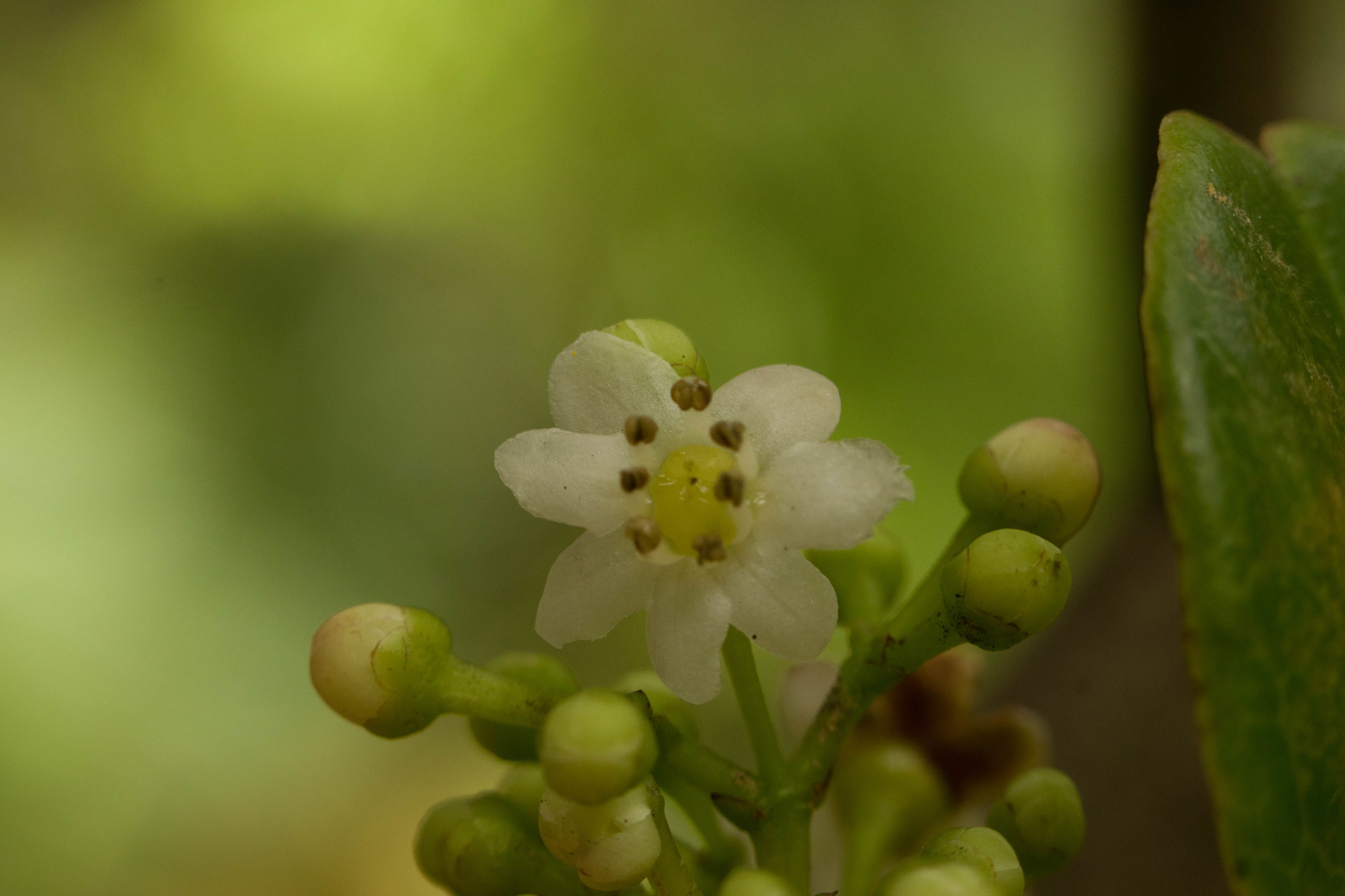 Ilex anomala