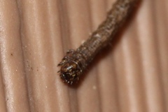 Campaea perlata