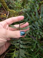 Asplenium polyodon