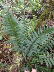 Asplenium polyodon