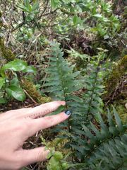 Asplenium polyodon