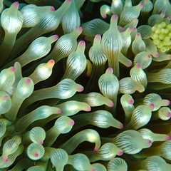 Entacmaea quadricolor image