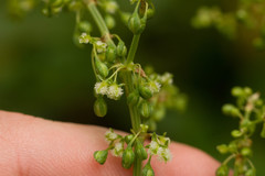Rumex albescens