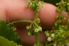 Rumex albescens