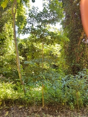 Terminalia microcarpa