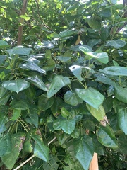 Hernandia nymphaeifolia