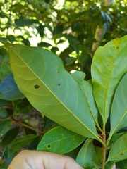 Terminalia microcarpa