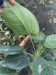 Hernandia nymphaeifolia