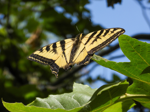 iNaturalist observation photo of Western Tiger Swallowtail