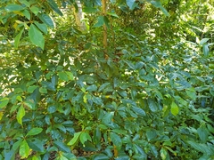 Terminalia microcarpa