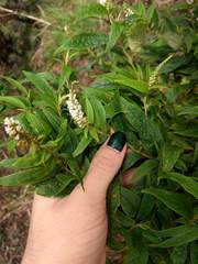 Buddleja asiatica