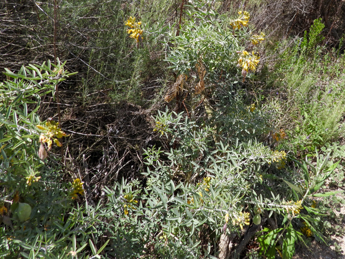iNaturalist observation photo of Bladderpod