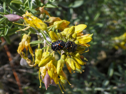 iNaturalist observation photo of Harlequin Bug