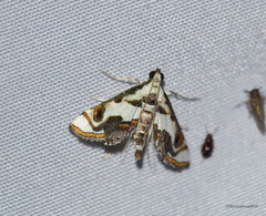 Agassiziella