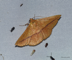 Striglina