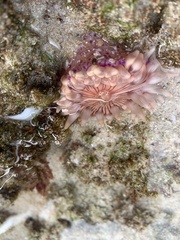 Anthostella stephensoni