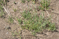 Pectocarya anisocarpa