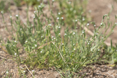 Pectocarya anisocarpa