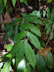 Dysoxylum