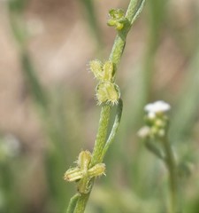 Pectocarya anisocarpa