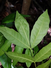 Dysoxylum