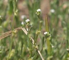 Pectocarya anisocarpa
