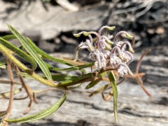 Grevillea phylicoides