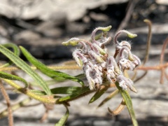 Grevillea phylicoides