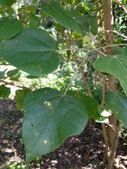 Macaranga involucrata