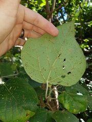 Macaranga involucrata