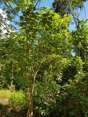 Macaranga involucrata