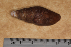 Isara carbonaria