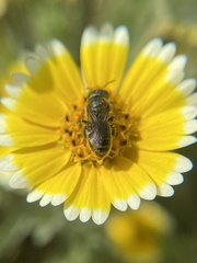 Osmia coloradensis