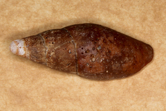 Isara carbonaria