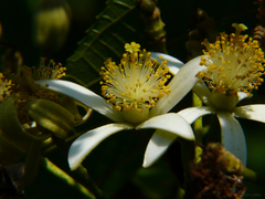Grewia serrulata