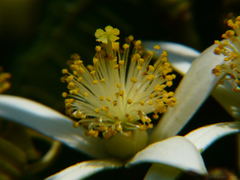 Grewia serrulata