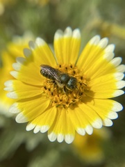 Osmia coloradensis