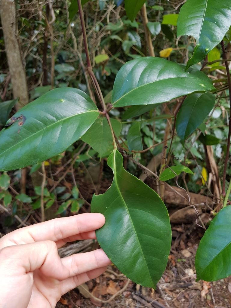 Native Grape from Whitsunday, AU-QL, AU on April 13, 2021 at 10:26 AM ...