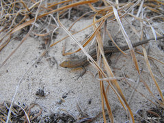 Morethia lineoocellata