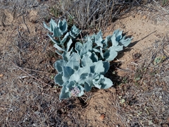 Asclepias californica californica