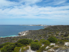 Acanthocarpus preissii