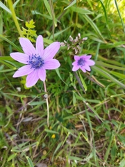 Anemone hortensis