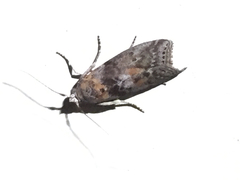 Sciota subcaesiella