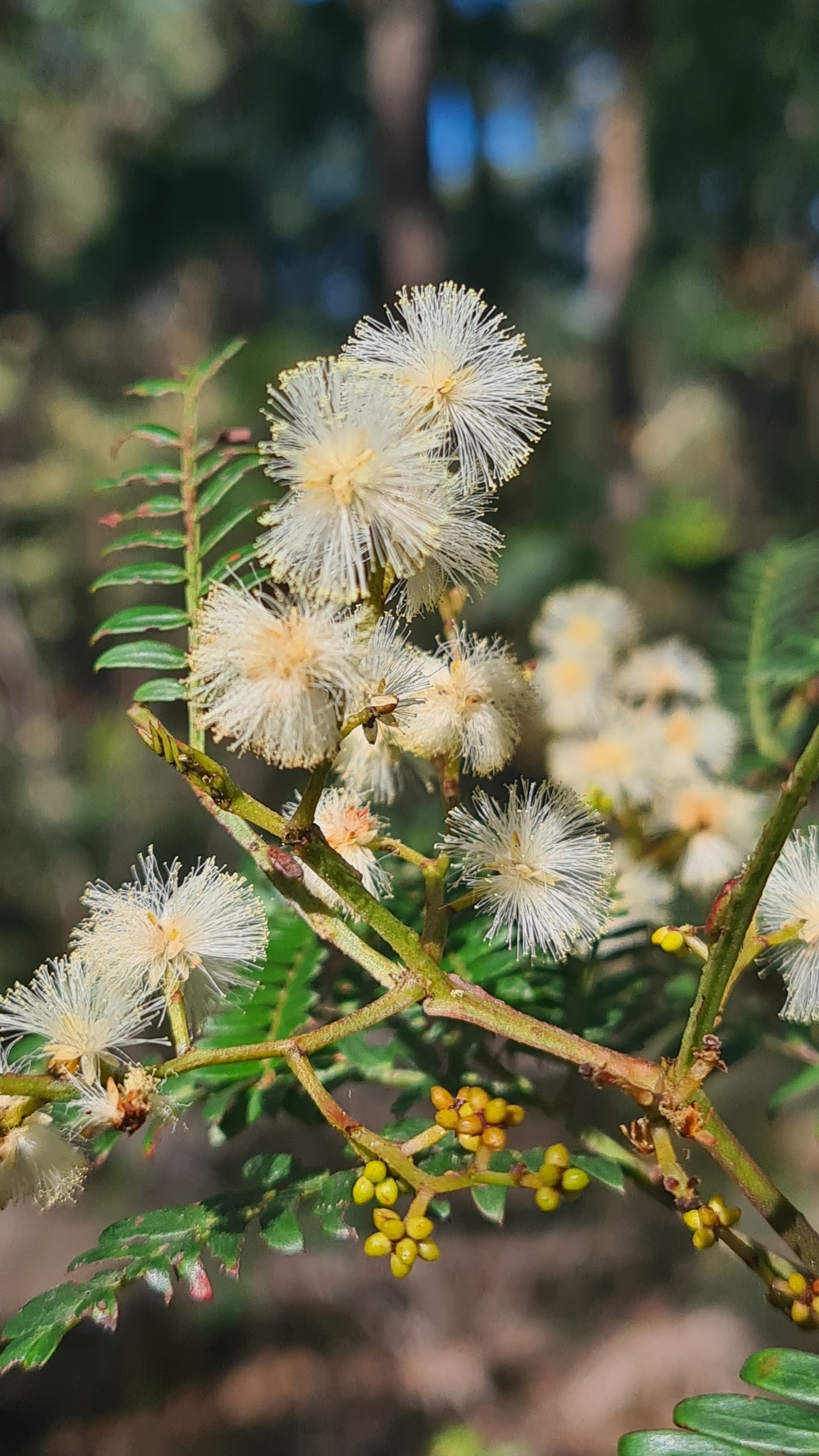 Acacia terminalis