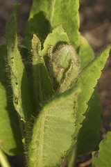 Meconopsis betonicifolia