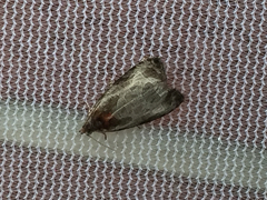 Olethreutes inornatana