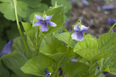 Viola kamtschadalorum